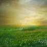 PREMIUM background - Field3