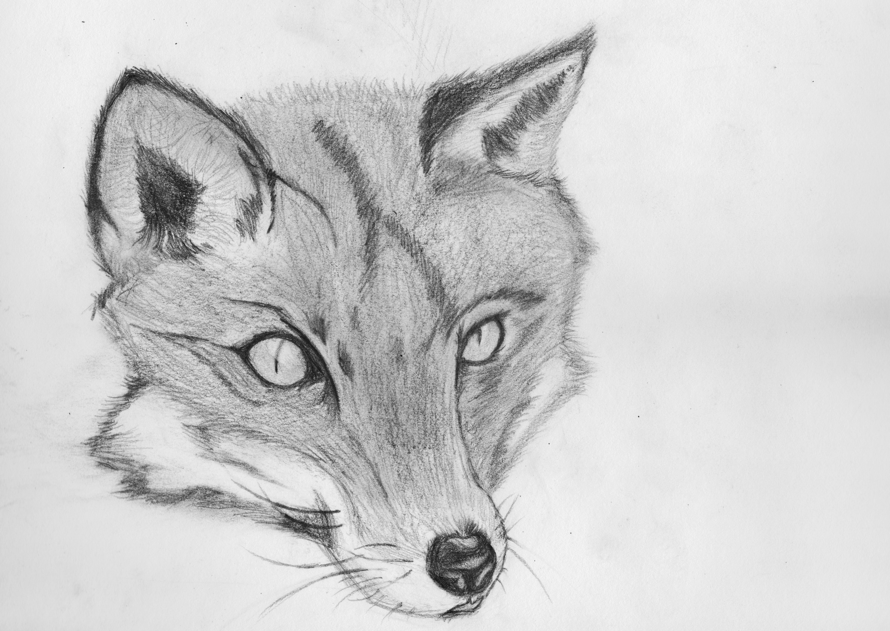 Fox Pencil Sketch