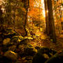 Autumn forest