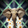 Elephant wallpaper