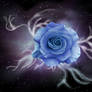 The Rose . . . Blue