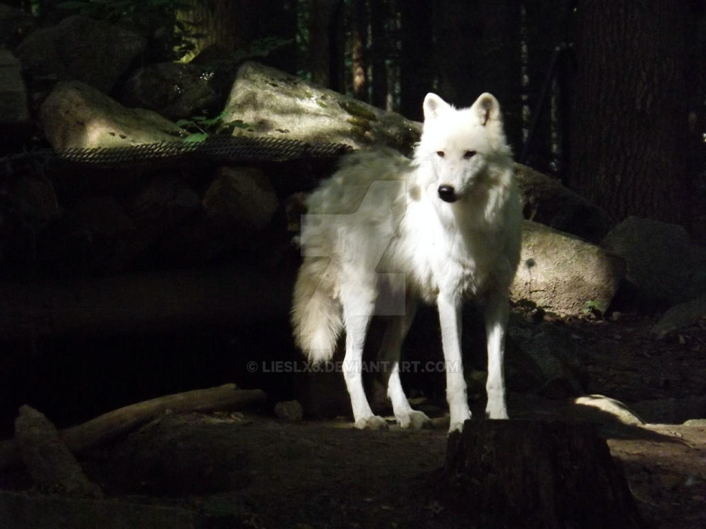 Lithe Wolf Strong little friend by Lieslx3 on DeviantArt