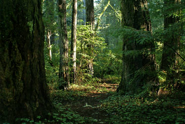 Redwood Forest