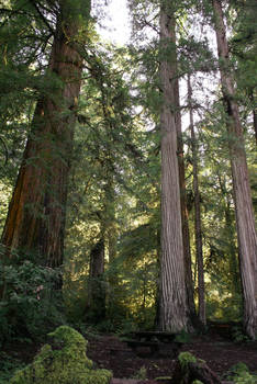 Sequoiadendron Giganteum (Coast Redwoods  Giant S