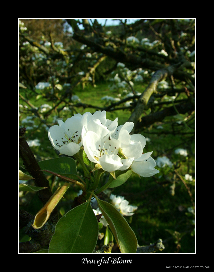 Peaceful Bloom