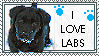 Black Lab Stamp - Pipsqueak39 by stamps-club