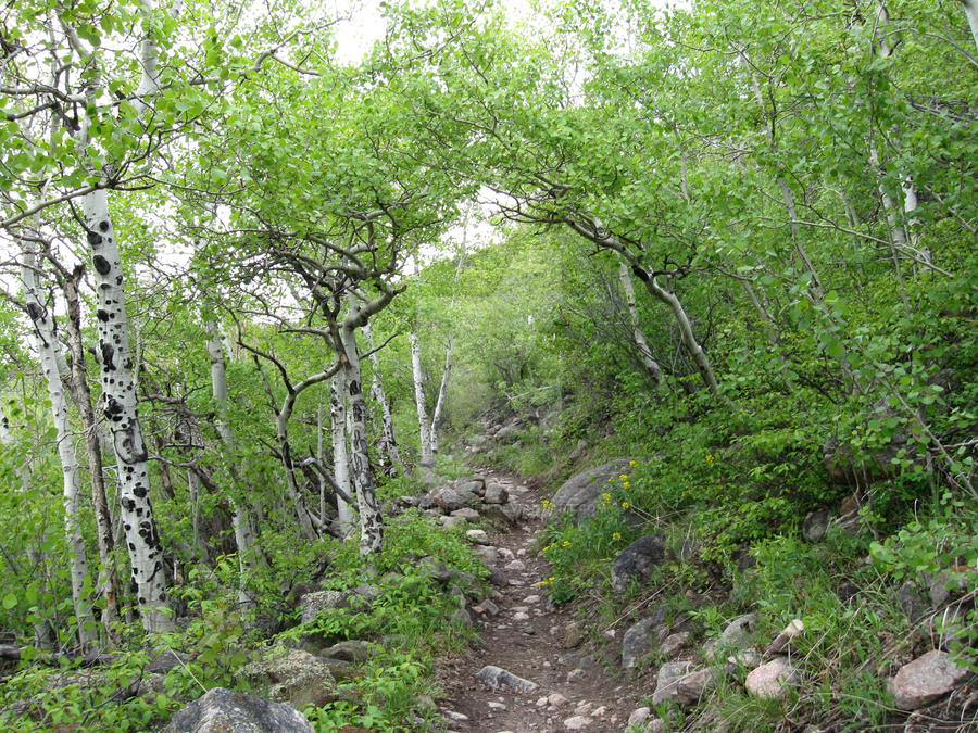 Bierstadt Trail - Aspens