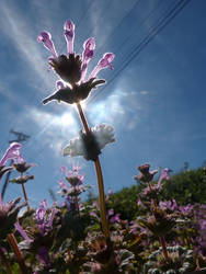 henpecked sun