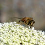 honey bee macro