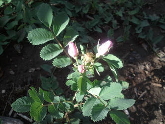 Wild Roses,  Smith Reservoir 002