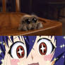 Medaka Reacts Lucas The Spider