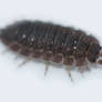 Porcellio scaber