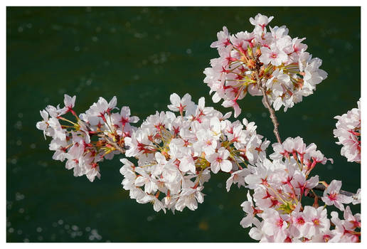 Blossoms At The River 02