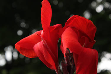 Still Life Red Flower