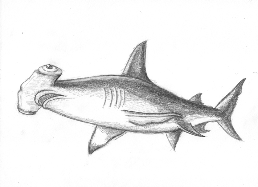Great Hammerhead Shark Pencil sketch by AshleyRussell on DeviantArt