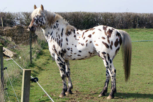 Appaloosa Stock 02