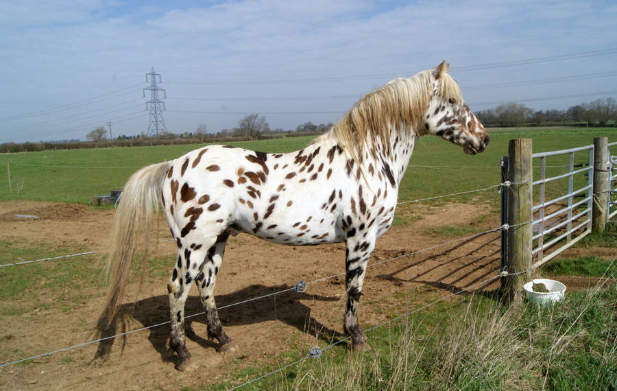 Appaloosa Stock 03 by candigal