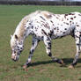 Appaloosa Stock 04