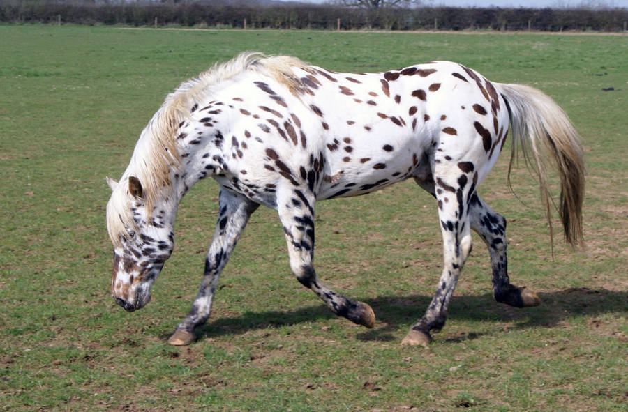 Appaloosa Stock 04 by candigal