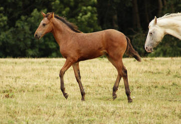 Foal Stock 07