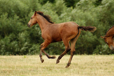 Foal Stock 09