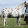 Appaloosa Stock 02