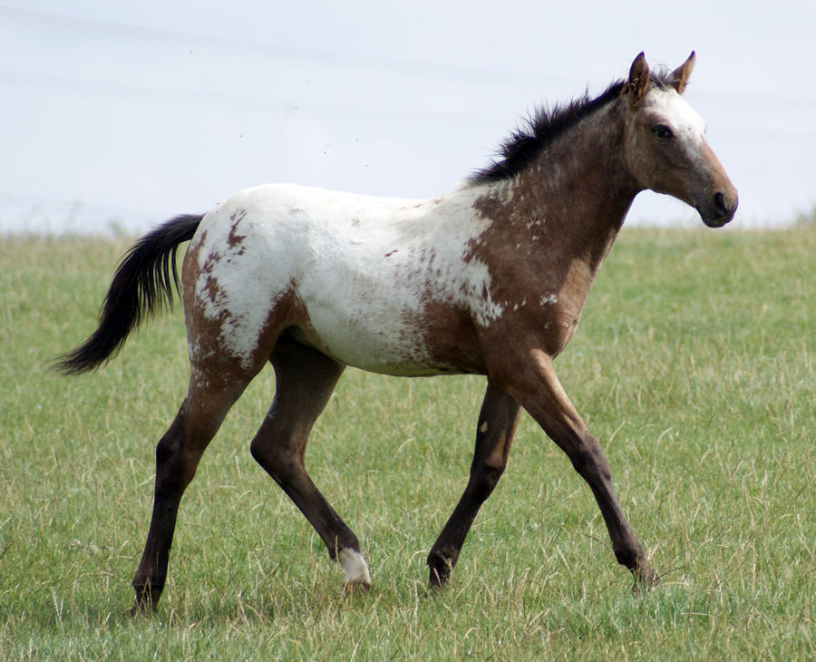 Foal stock 02