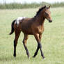 Foal Stock 03