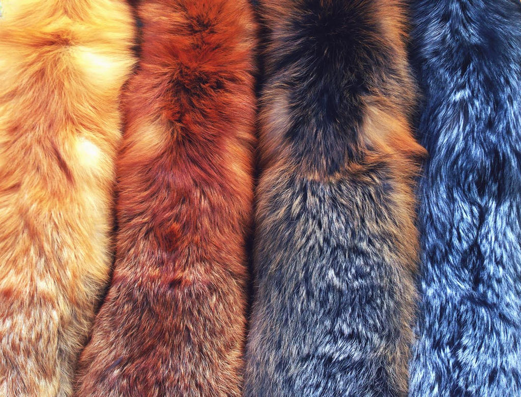 Color Variations of the Wild Red Fox by Brillyent-Blondie on DeviantArt