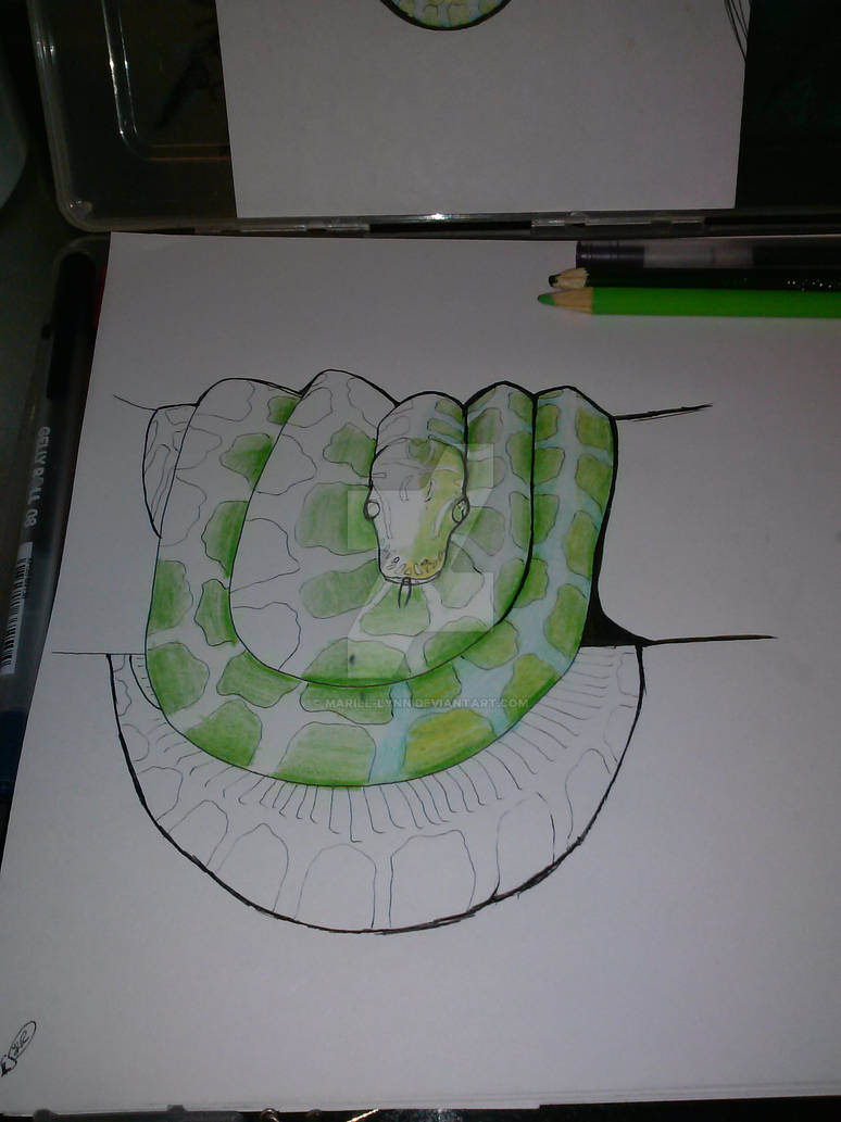 Green Tre Python Drawing Sketching a green tree python by marill-lynn on DeviantArt