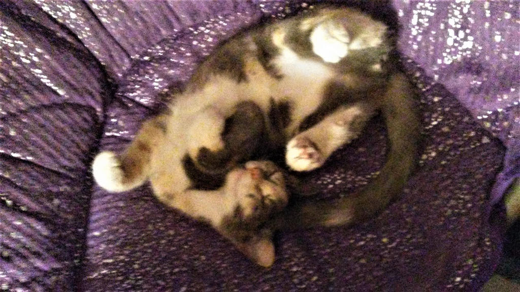 Awkward Sleeping Positions by glacerdragon on DeviantArt