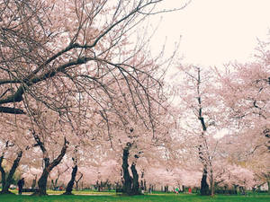 Cherry Blossoms DC