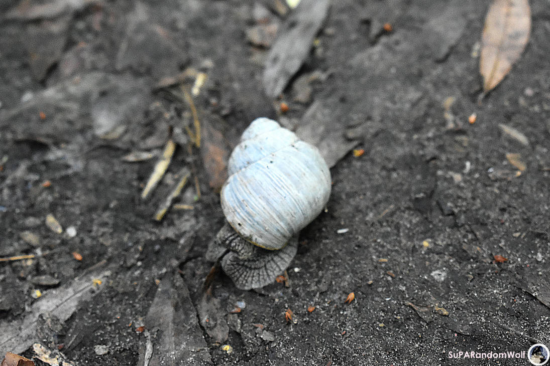 Bisami Insect Bisumuiza | Snail by SuPARandomWolf on DeviantArt