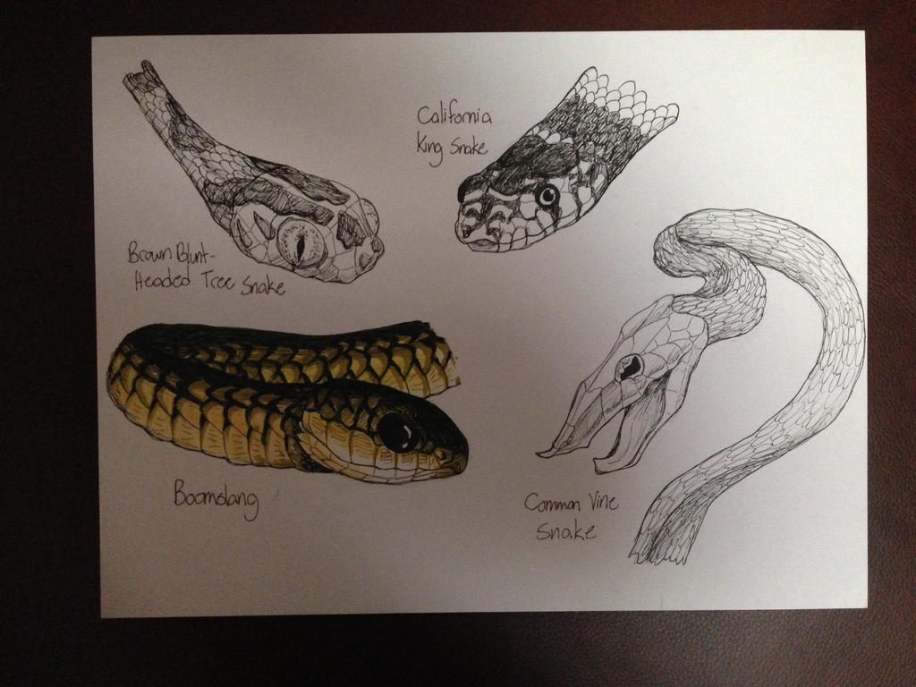Illustrated Snakes by EmuRider96 on DeviantArt