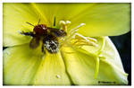 WorkerBee II by Tech-Attack
