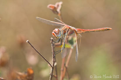 Red Dragonfly