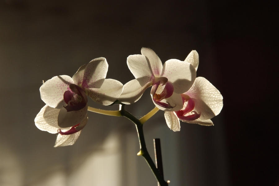 Orchid.2