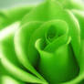 The Green Rose