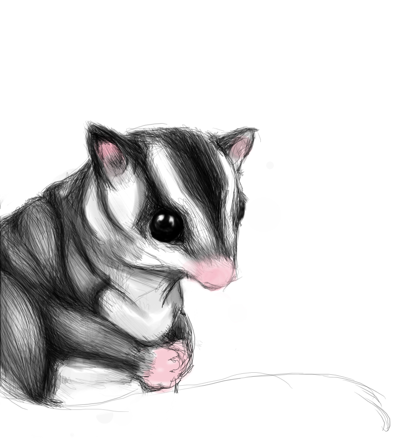 Unfinished Sugar Glider