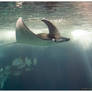 Manta Ray