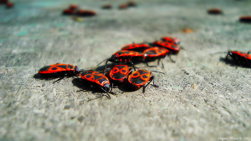 Firebugs