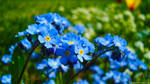 Blu bouquet by bogdanpopa