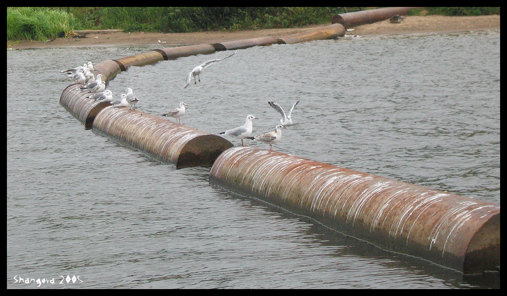 Seagulls -1