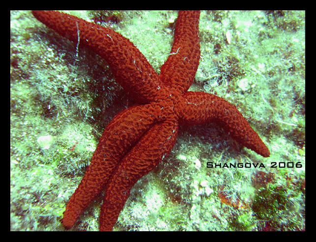 Seastar -1 -underwater