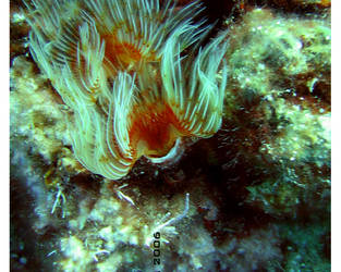 Frightened flower3 -underwater