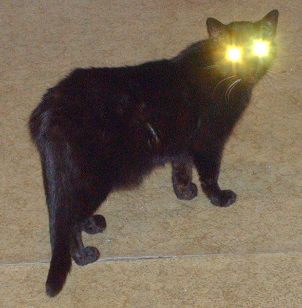 Evil cat Pepper