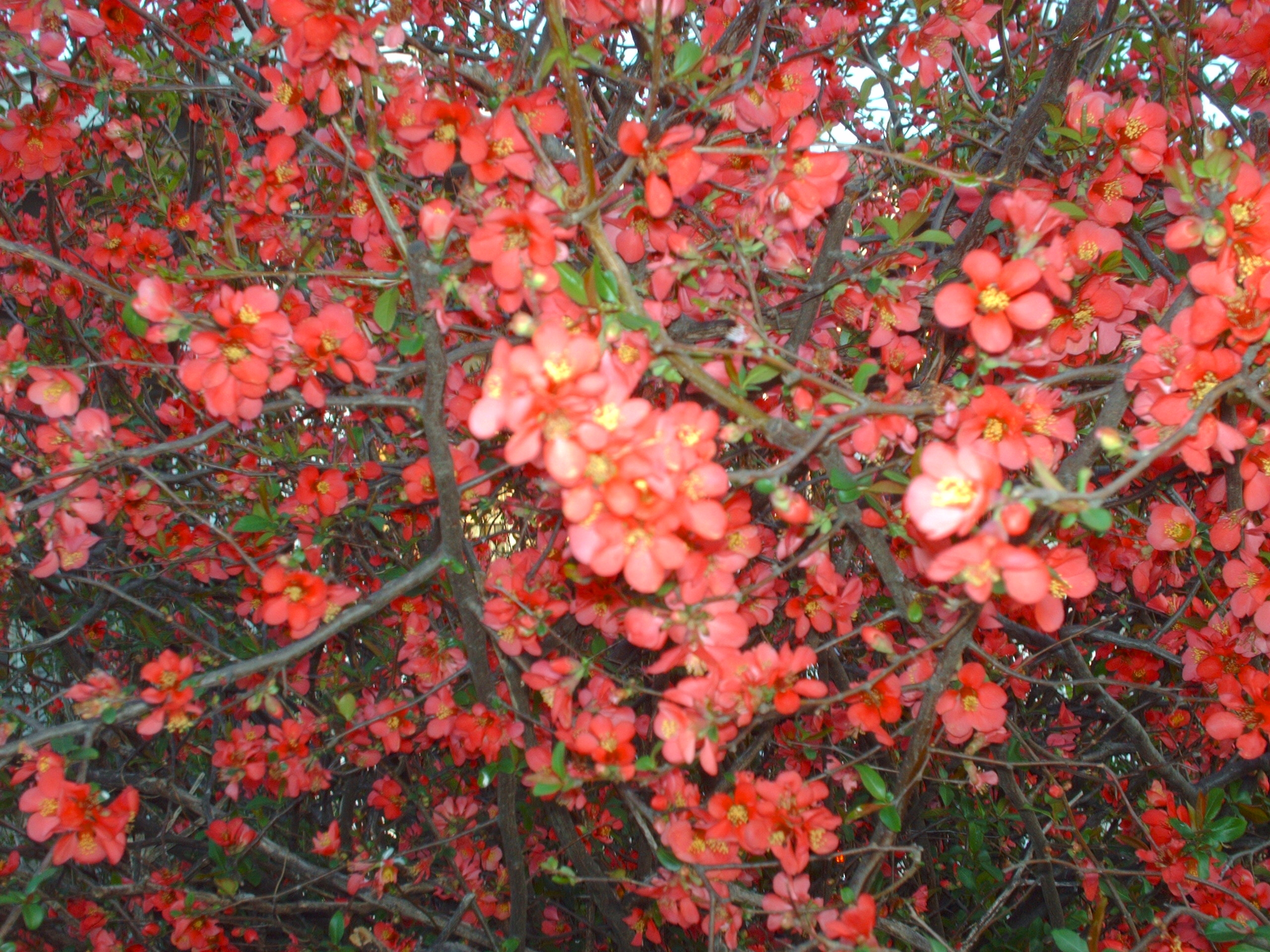 Red flower bush