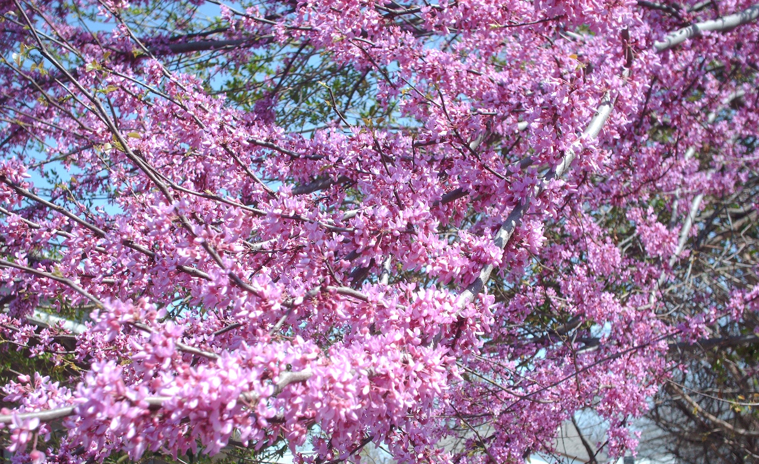 blooming tree