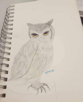 Owl Sketch