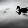 Little lonesome duck